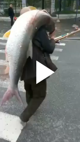 Người đàn ông vác cá khổng lồ nặng 35kg trên vai
